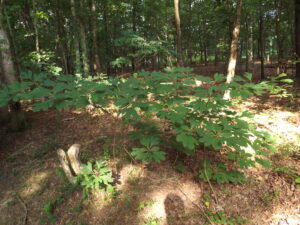 Find may lead to making root beer